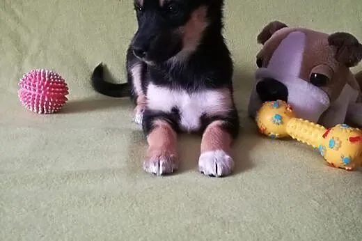 Panienka SISI szuka rodziny, która ją pokocha,  ma