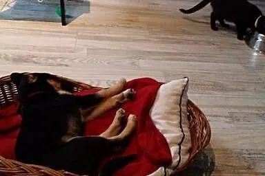 Panienka SISI szuka rodziny, która ją pokocha,  ma