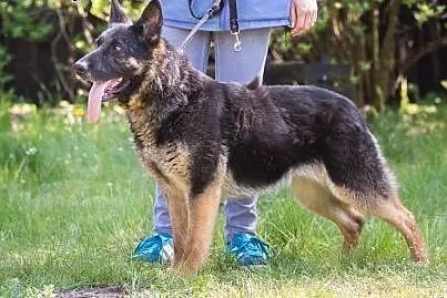 Gruda, wspaniała suczka w starym typie OWCZARKA NI