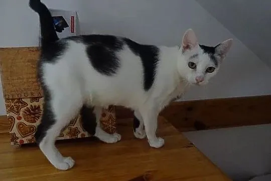CLEO szuka domu, Mazowieckie, Warszawa