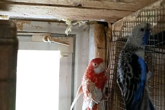 Papugi Rozella Królewska para, Podkarpackie, Chmielnik