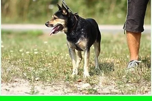 13 kg,czujny stróż,wierny przyjaciel,do domu z ogródkiem,młody pies ARES.Adopcja,  małopolskie Kraków