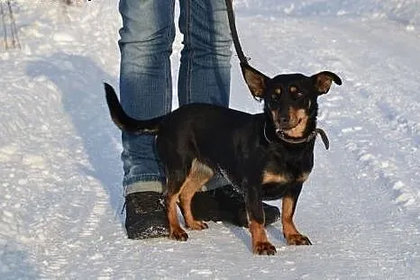 Adoptuj pocieszną Żabcię - psinkę młodą, wesołą i 
