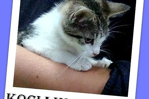 9tyg.kociaki,kocurki,kociczki,odrobaczone,ks.zdrowia.ADOPCJA,  dolnośląskie Wrocław