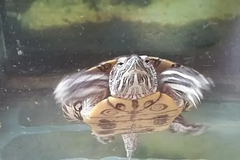 Żółw wodno-lądowy oddam