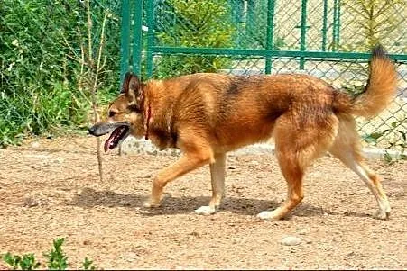 Dragon tropiący :) :),  warmińsko-mazurskie Kętrzy