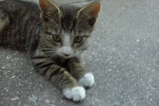 Kociaki szukają nowego domu!,  kujawsko-pomorskie 