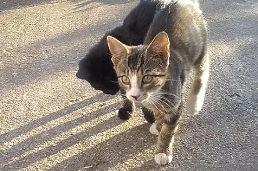 Kociaki szukają nowego domu!,  kujawsko-pomorskie 