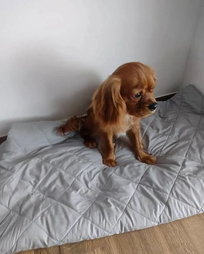 Cavalier King Charles Spaniel - samiec, Pomorskie, Wejherowo