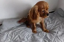 Cavalier King Charles Spaniel - samiec