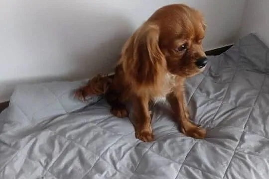 Cavalier King Charles Spaniel - samiec, Pomorskie, Wejherowo