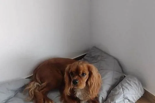 Cavalier King Charles Spaniel - samiec, Pomorskie, Wejherowo