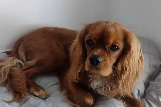 Cavalier King Charles Spaniel - samiec, Pomorskie, Wejherowo