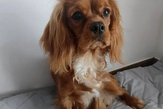 Cavalier King Charles Spaniel - samiec, Pomorskie, Wejherowo