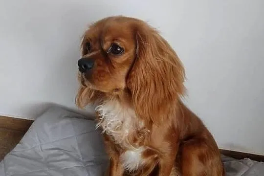 Cavalier King Charles Spaniel - samiec, Pomorskie, Wejherowo