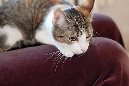 Lilou - pogodna kotka szuka opiekuna na dobre i na