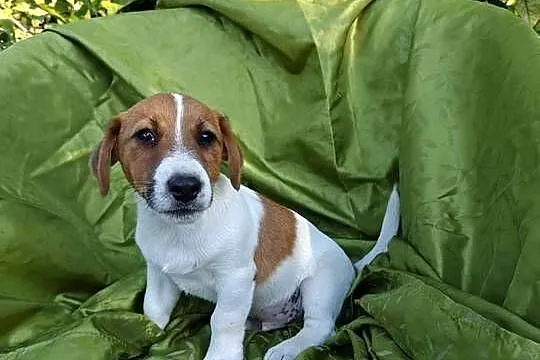 Wzorcowy Jack Russell terrier Doskonała budowa rodzice FCI