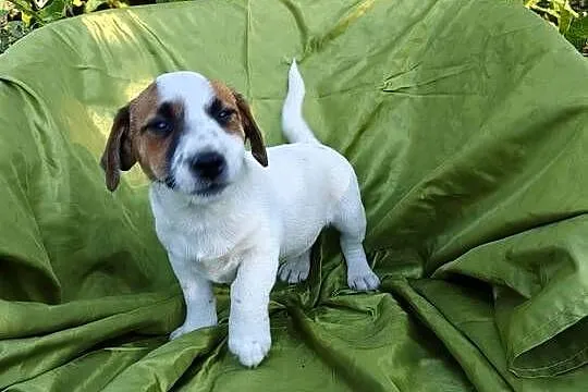 Wzorcowy Jack Russell terrier Doskonała budowa rodzice FCI, Opolskie, Krapkowice