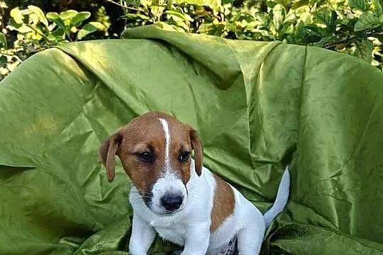 Wzorcowy Jack Russell terrier Doskonała budowa rodzice FCI, Opolskie, Krapkowice