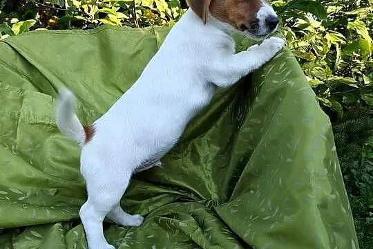 Wzorcowy Jack Russell terrier Doskonała budowa rodzice FCI, Opolskie, Krapkowice