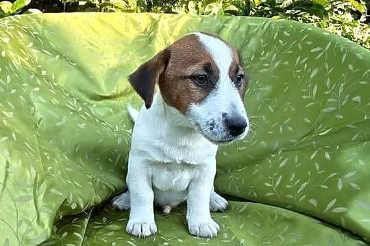 Wzorcowy Jack Russell terrier Doskonała budowa rodzice FCI, Opolskie, Krapkowice
