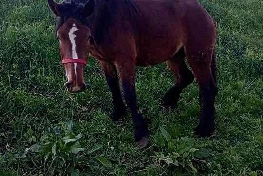 Klacz zimno krwista Pkz, Podkarpackie, Gawłuszowice