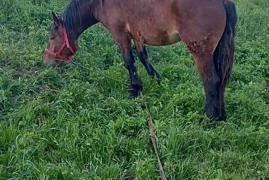 Klacz zimno krwista Pkz, Podkarpackie, Gawłuszowice
