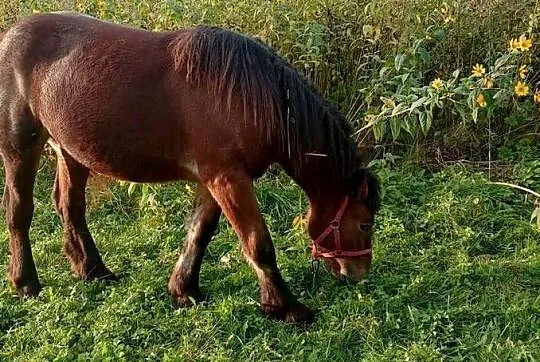 Klacz zimno krwista Pkz, Podkarpackie, Gawłuszowice