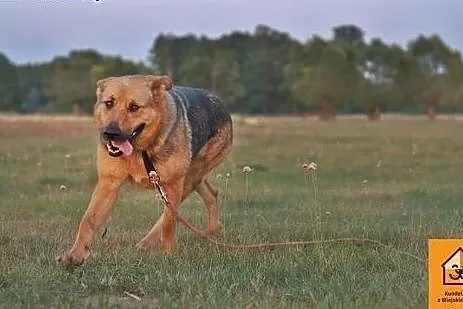 Jaka, kochająca człowieka, ufna, przyjazna sunia!,
