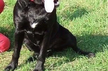 Młody labrador szuka nowego domu,  mazowieckie Otw
