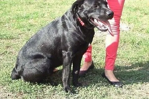 Młody labrador szuka nowego domu,  mazowieckie Otw