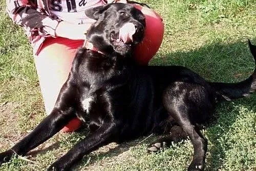 Młody labrador szuka nowego domu,  mazowieckie Otw