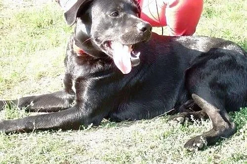 Młody labrador szuka nowego domu,  mazowieckie Otw