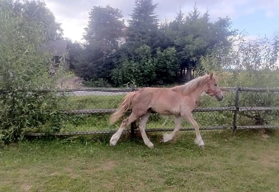 Klacz zimnokrwista roczna, Świętokrzyskie, Piórków