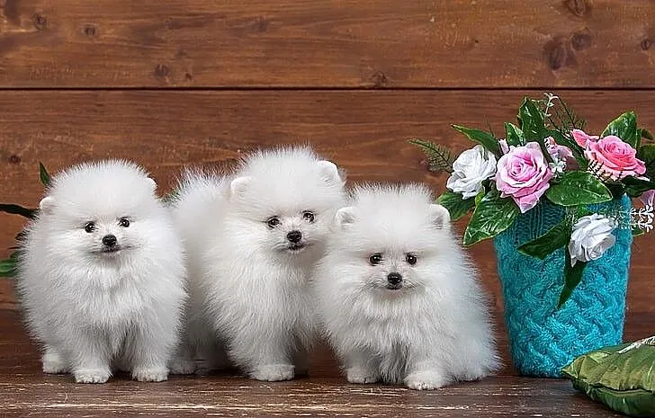 Boże Narodzenie Prezent Maluchy Pomeranian czekają
