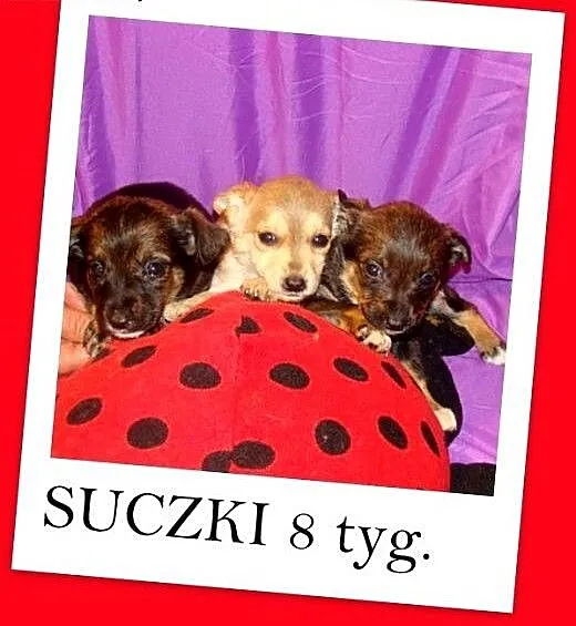 8 tyg.szczeniaki,suczki ZUZIKI,średnie docelowo,sz