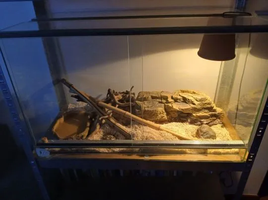 [Warszawa] Sprzedam lancetogłowa mlecznego (odmiana albinotyczna) z terrarium 60/40/40