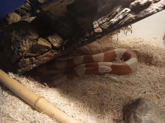 [Warszawa] Sprzedam lancetogłowa mlecznego (odmiana albinotyczna) z terrarium 60/40/40, , Piaseczno