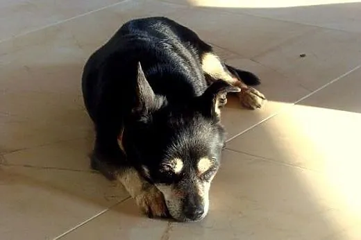 Mała pocieszka Lulu do adopcji,  łódzkie Łódź
