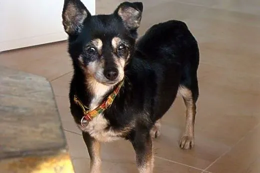 Mała pocieszka Lulu do adopcji,  łódzkie Łódź