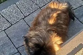 Shih -Tzu