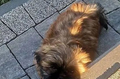 Shih -Tzu, Śląskie, Kamienica