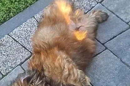 Shih -Tzu, Śląskie, Kamienica