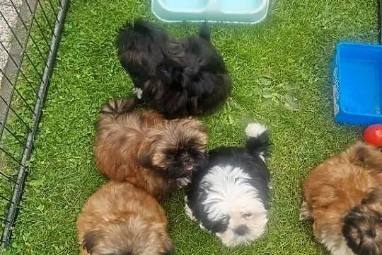 Shih -Tzu, Śląskie, Kamienica