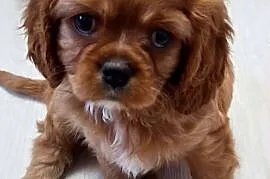 Cavalier king charles spaniel