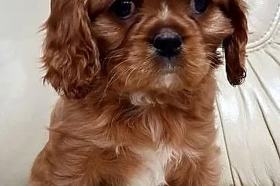 Cavalier king charles spaniel, Kujawsko-pomorskie, Bydgoszcz