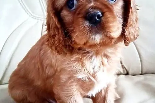 Cavalier king charles spaniel, Kujawsko-pomorskie, Bydgoszcz