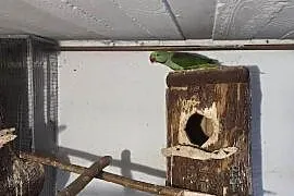 Aleksandretty wielkie dwa samce