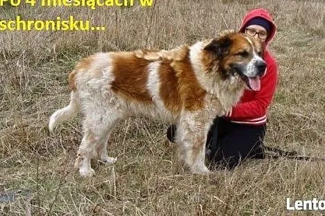 Benio - mix bernardyna, uroczy olbrzym o szczenięc