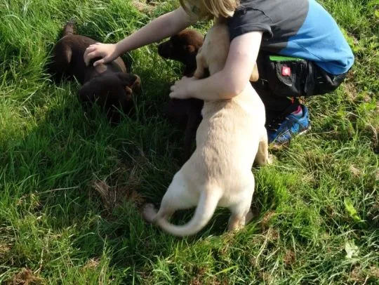 Czystej krwi szczenięta rasy labrador – dostępne od zaraz, Podkarpackie, Przemyśl
